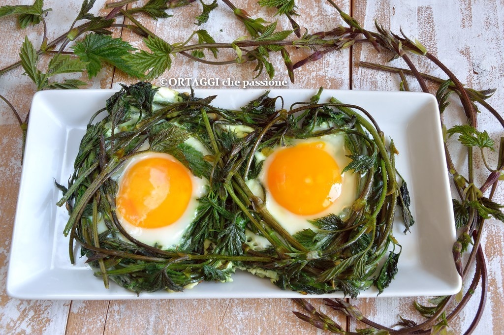 Hop Shoots Nests – READY IN NO TIME