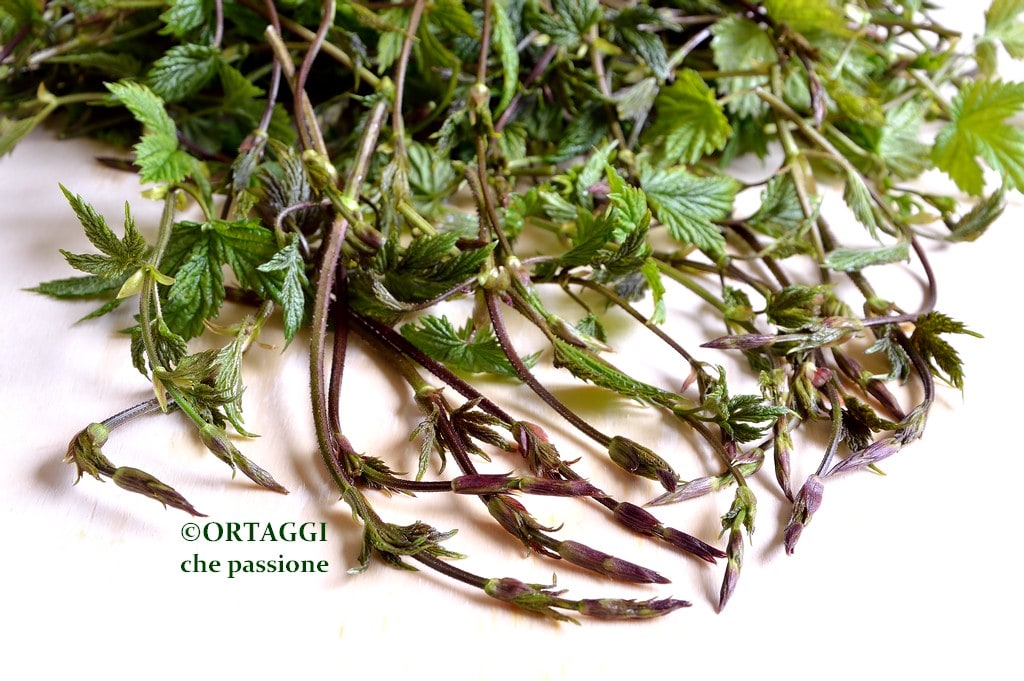 bruscandoli - wild hops - wild herb