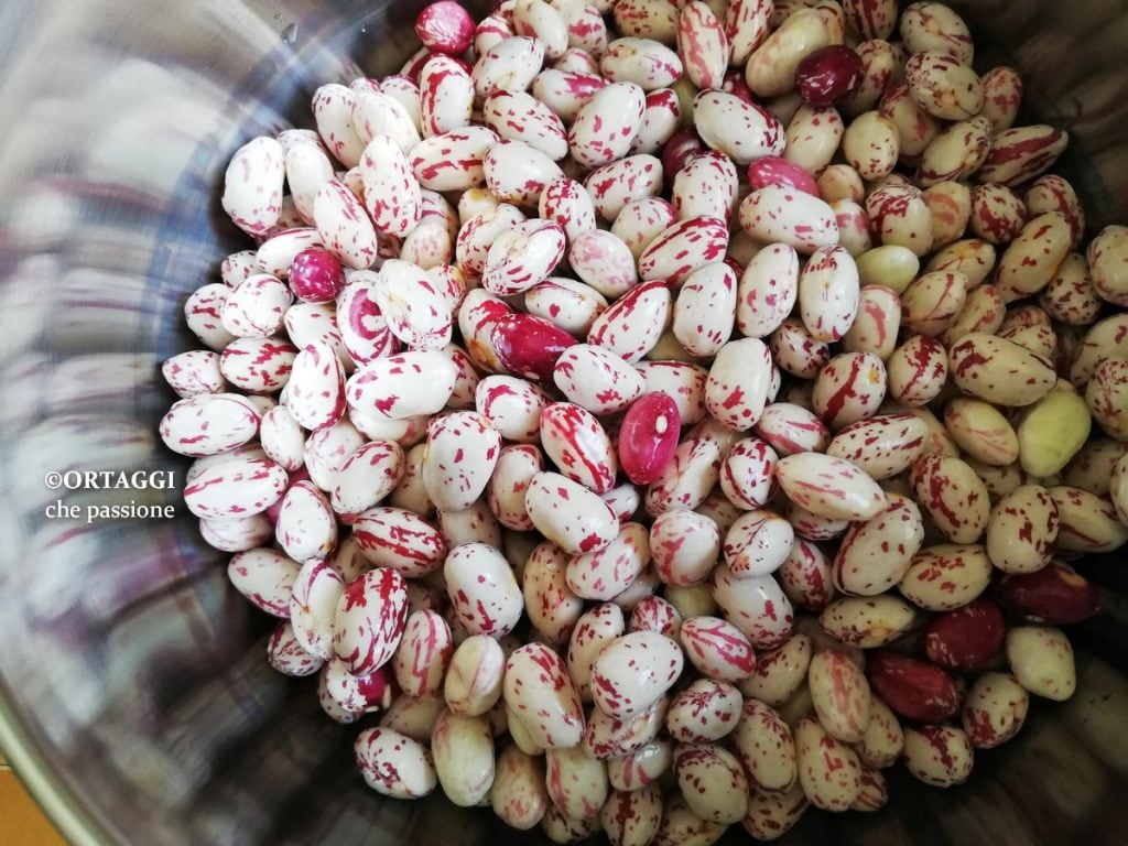 fresh beans in cooking ORTAGGI CHE PASSIONE by Sara Grissino