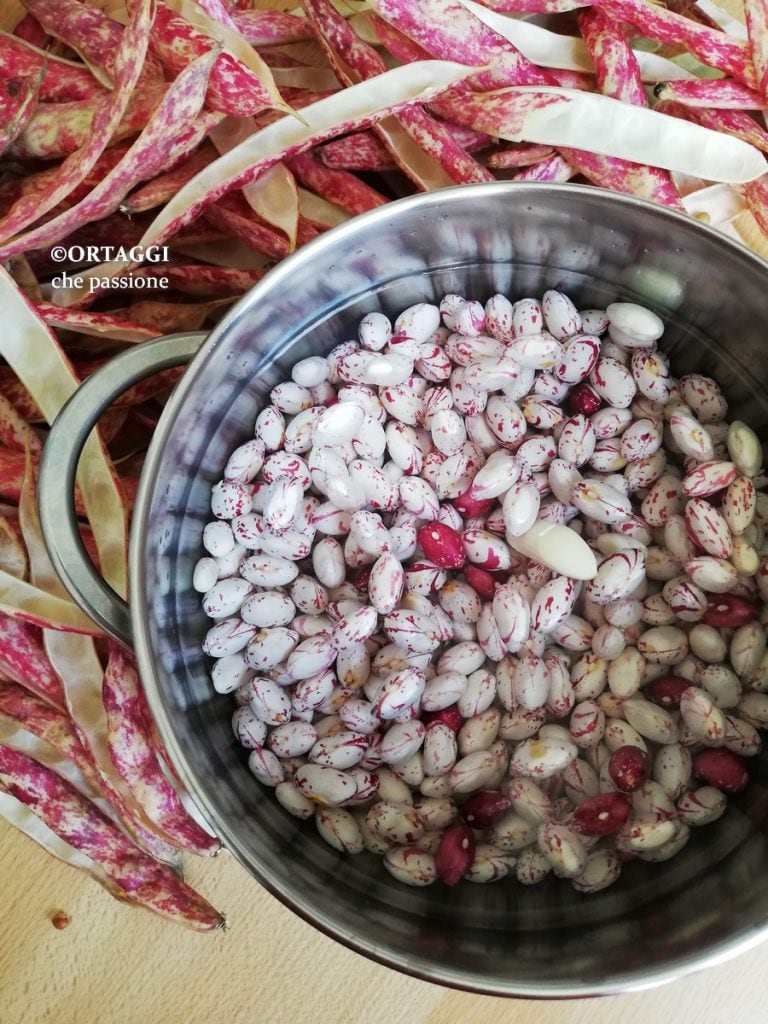 fresh beans in cooking ORTAGGI that passion