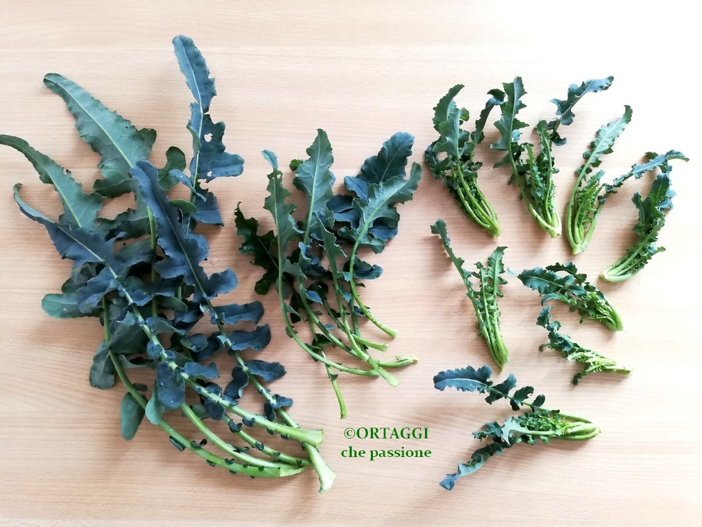 FIOLARO BROCCOLI – how to clean and cook?