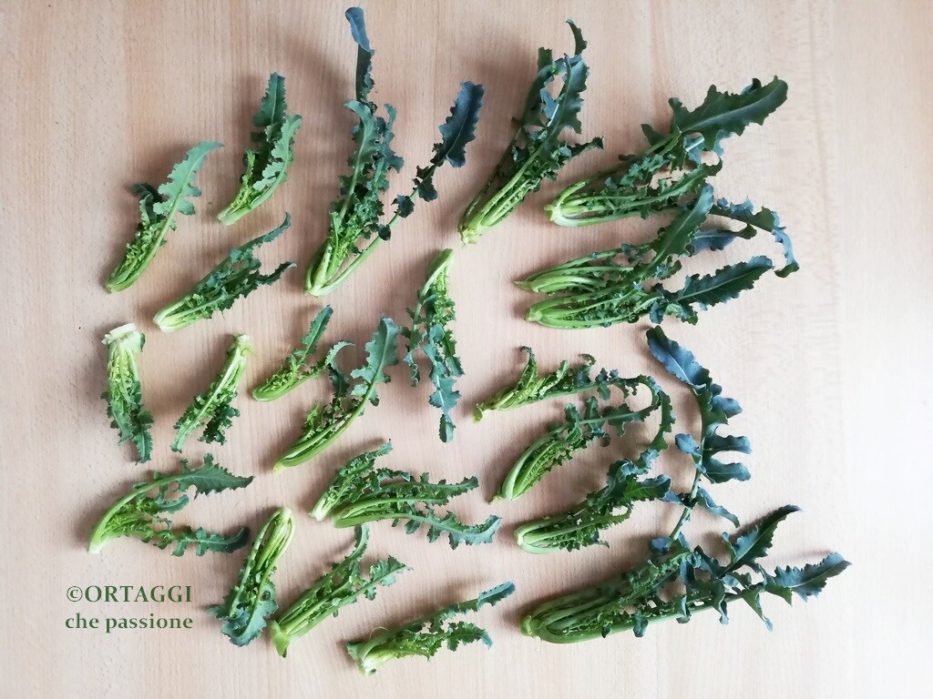 fioi children of fiolaro broccoli from Creazzo