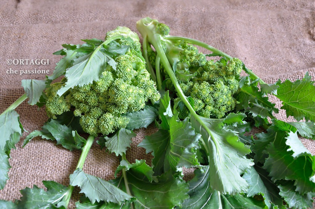 Turnip Tops – RECIPES