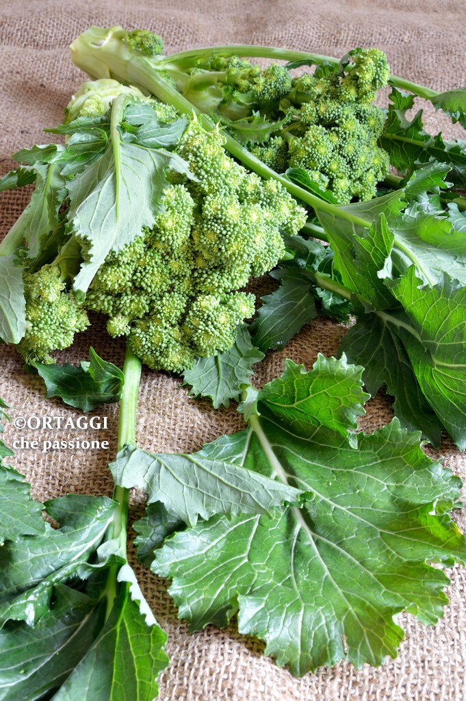 RECIPES turnip tops - friarielli - broccoli rabe