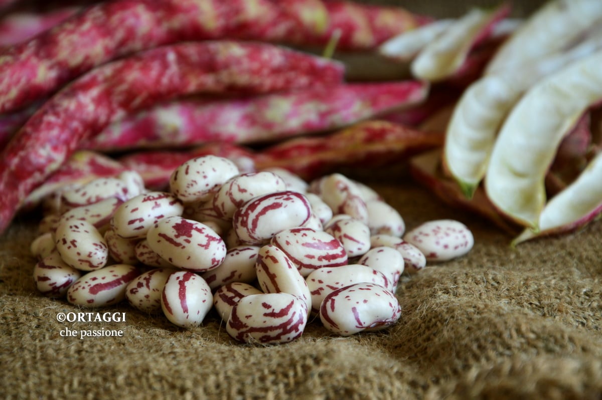 FRESH BEANS – Cooking Borlotti