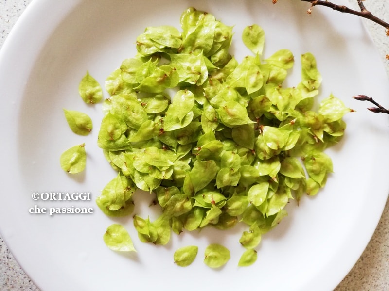 Samara – how to eat the elm fruit