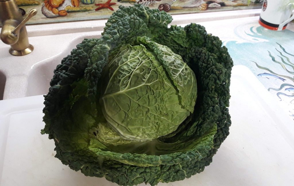 savoy cabbage