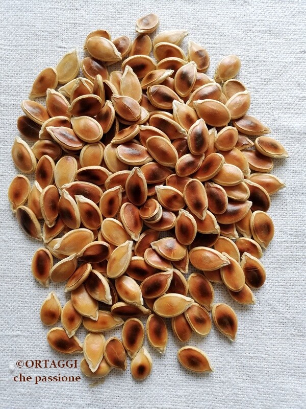 roasted pumpkin seeds in pan