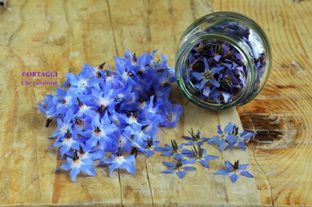 borage flowers