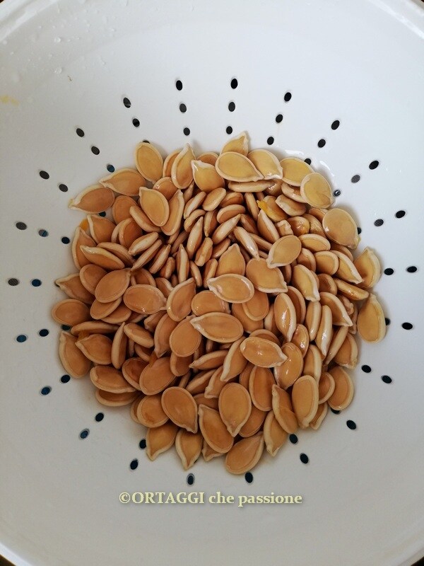 drain washed pumpkin seeds