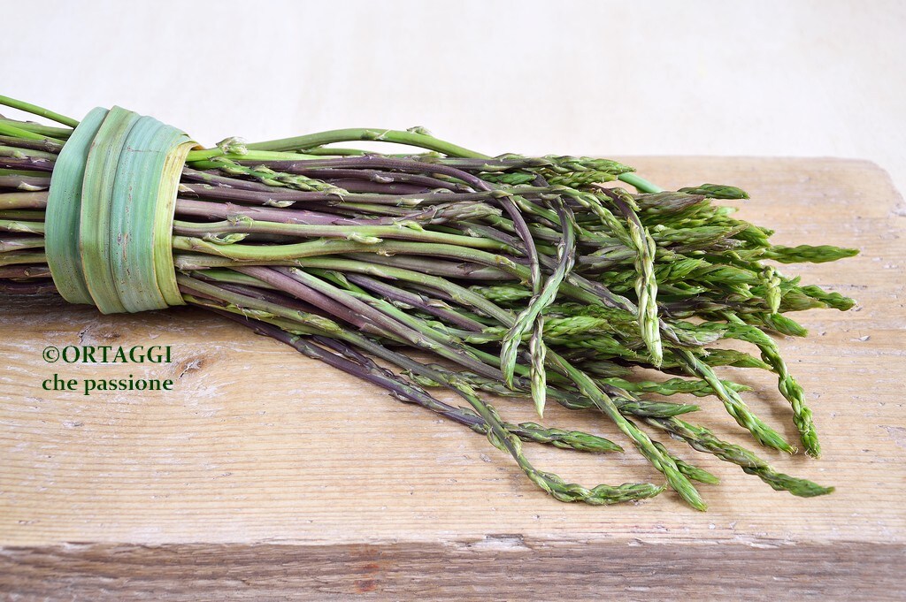 WILD ASPARAGUS 🍀 recipes and HARVESTING season