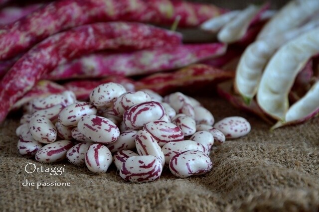 Borlotti, how to cook fresh beans VEGETABLES with passion by Sara