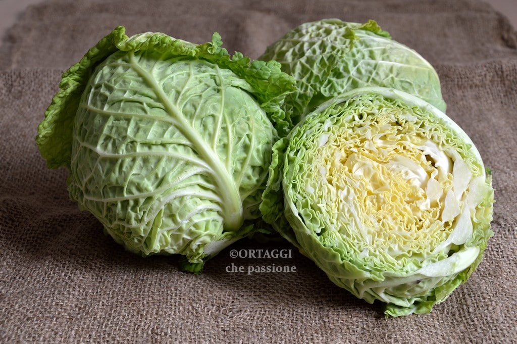 CABBAGE – Over 12 Tasty and Quick Recipes