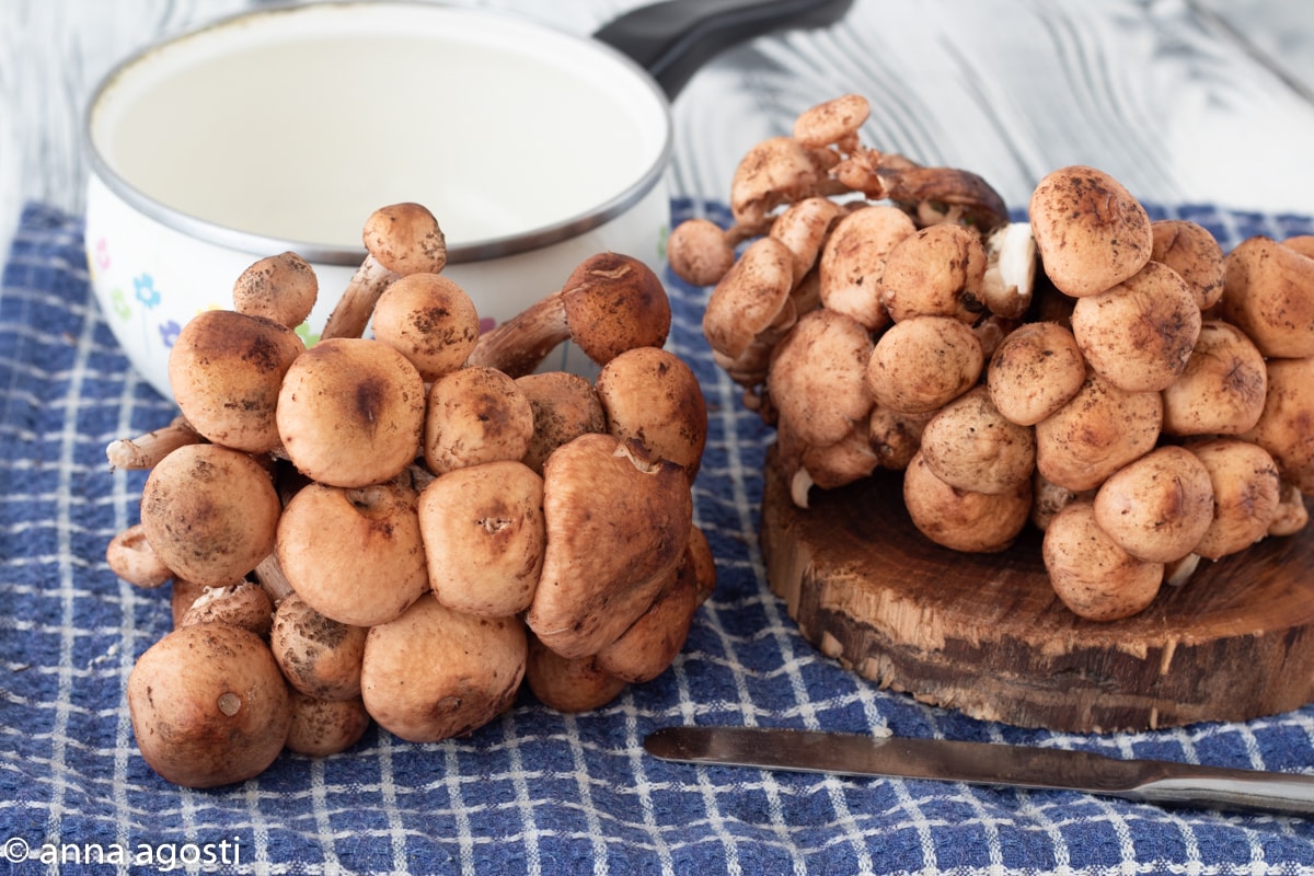 How to Clean and Cook Honey Mushrooms