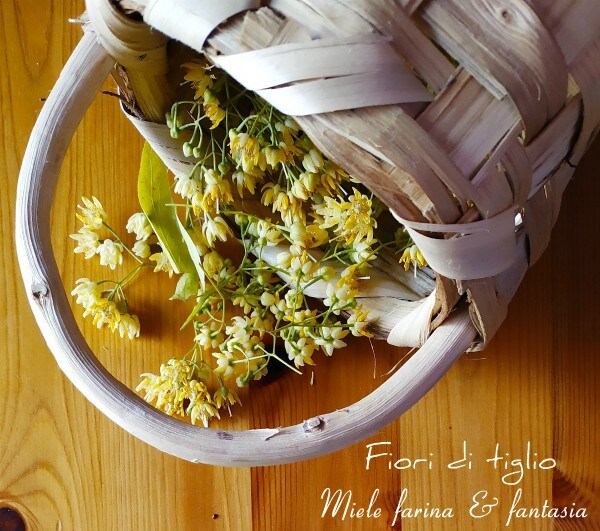fresh linden flower herbal tea