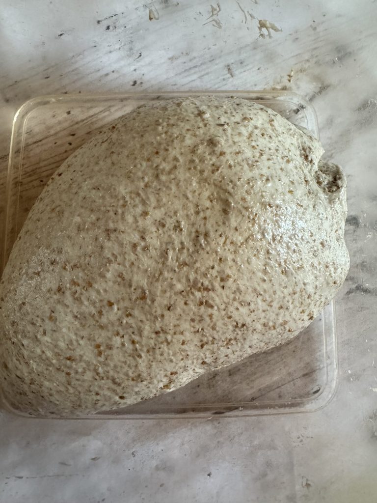 whole wheat sandwich bread with sourdough starter dough ready for overnight rest