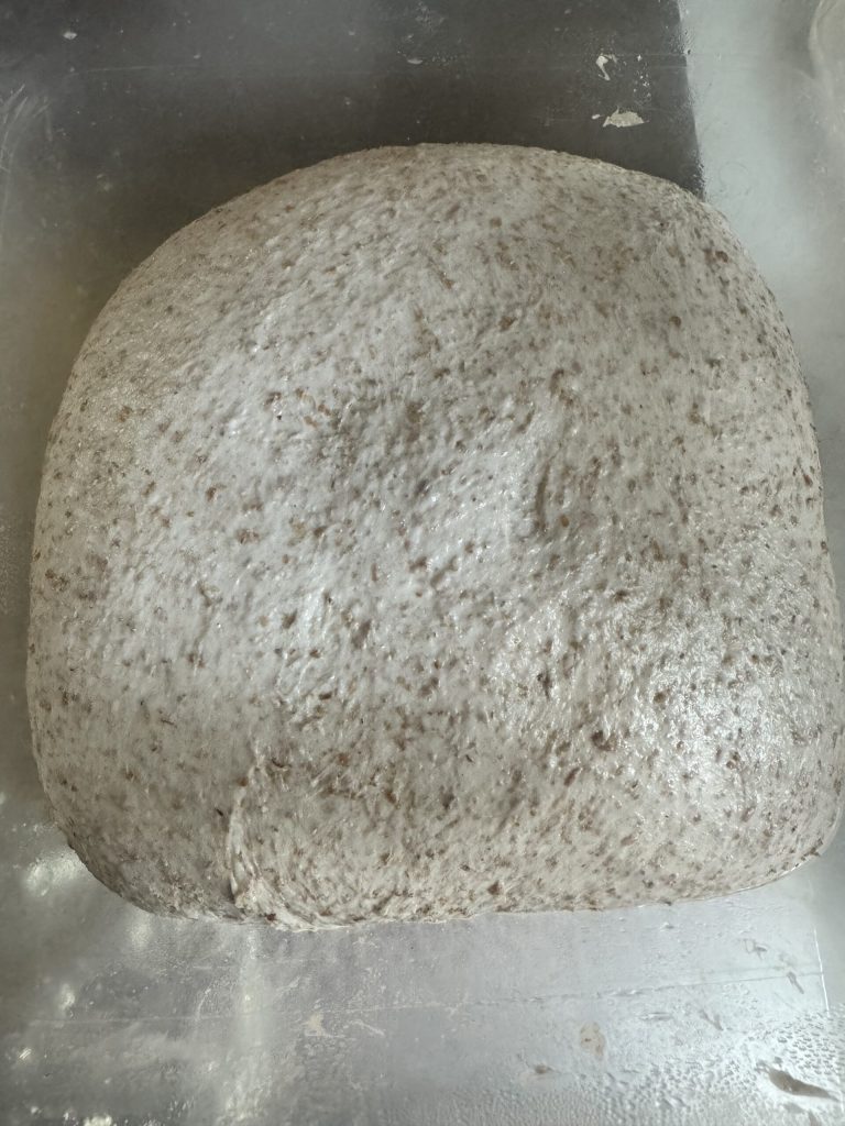 whole wheat sandwich bread with sourdough starter dough the next day