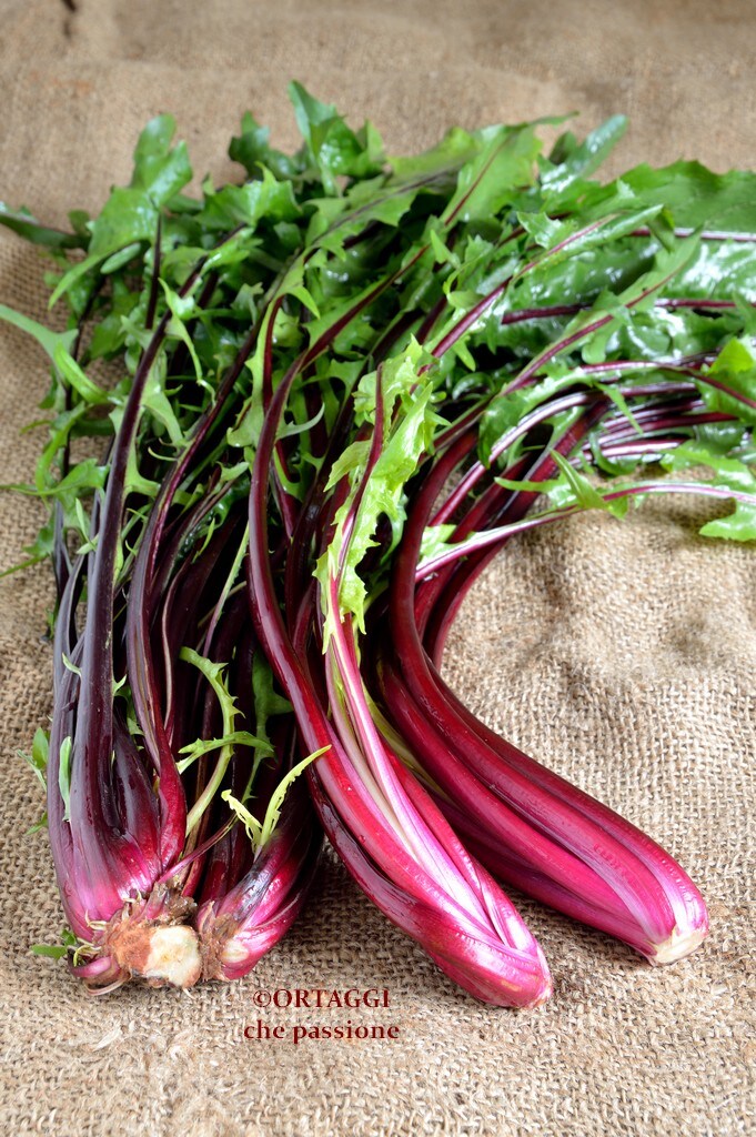 RED STEM CHICORY recipes