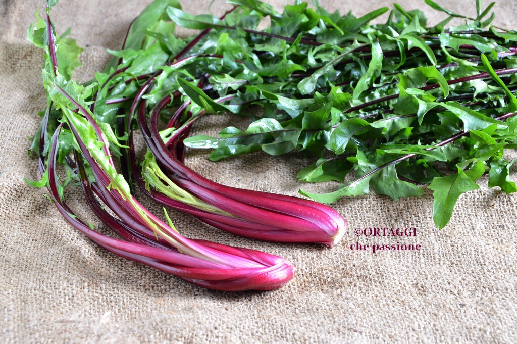 Red Stem Chicory – RECIPES