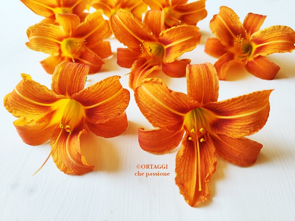 St. Joseph's lilies - Turkish lily - Hemerocallis fulva