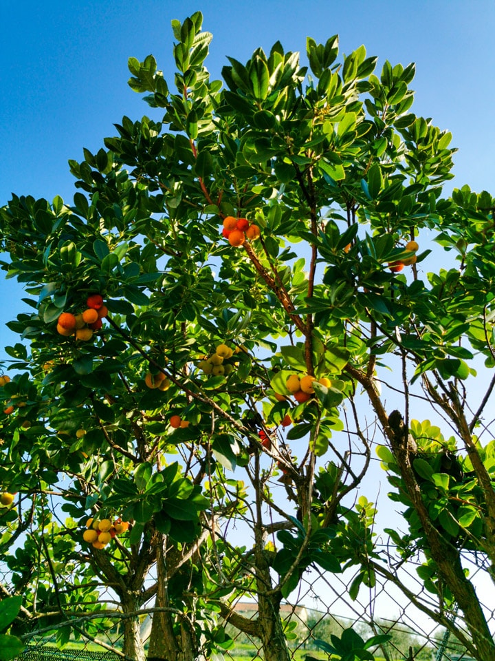 Strawberry Tree Plant