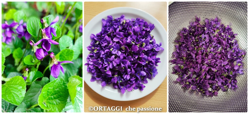 washing violets