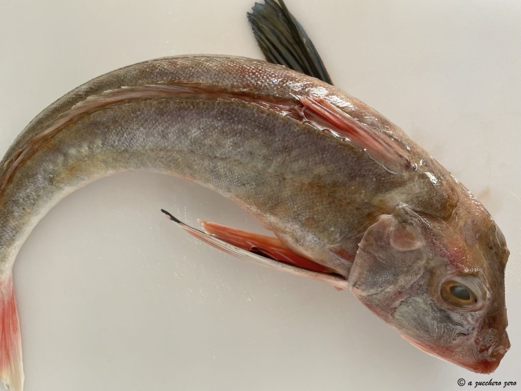 Whole Sea Robin