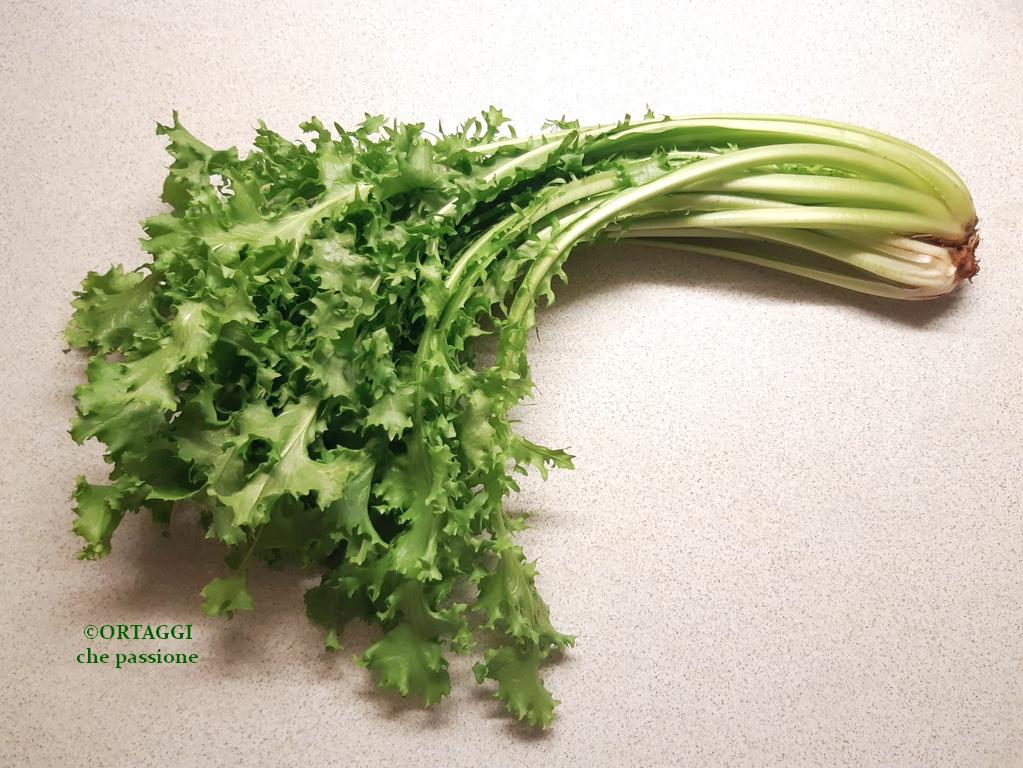 Wild Chicory – RECIPES