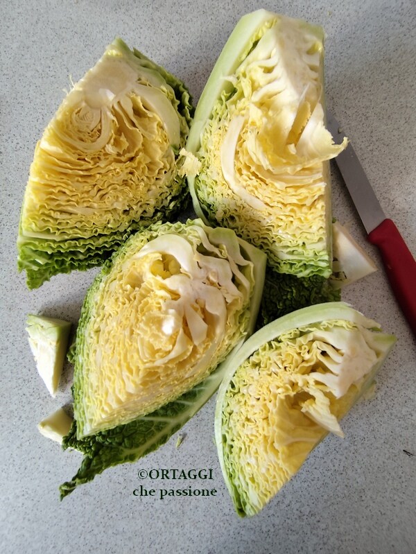 cutting cabbage into wedges