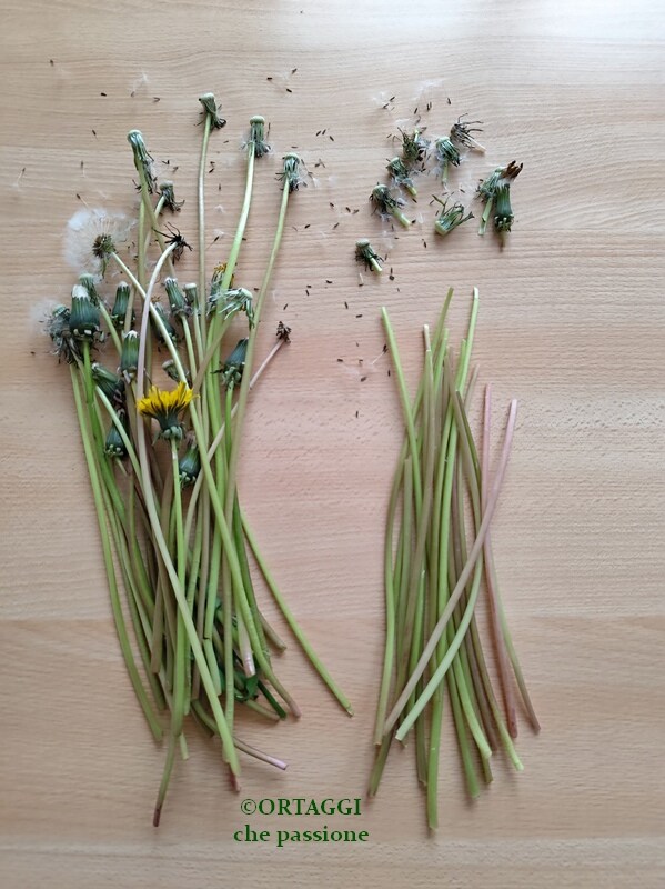 dandelion stems in the kitchen