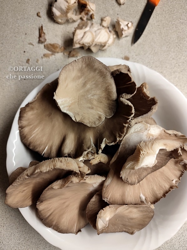 pleurotus mushrooms