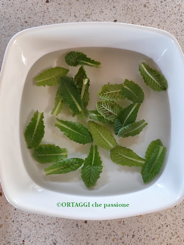 primrose leaves in water
