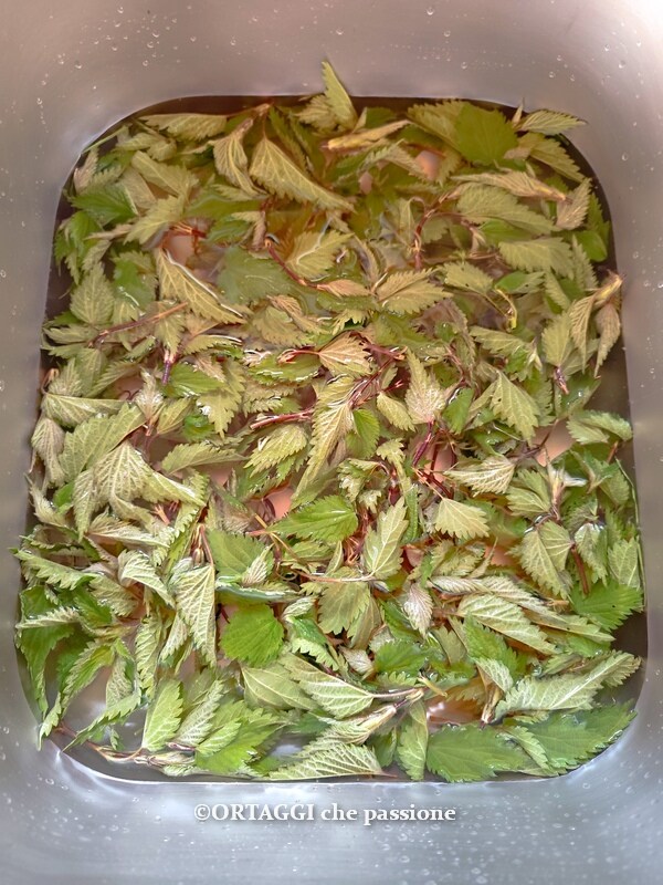 washing nettles in water