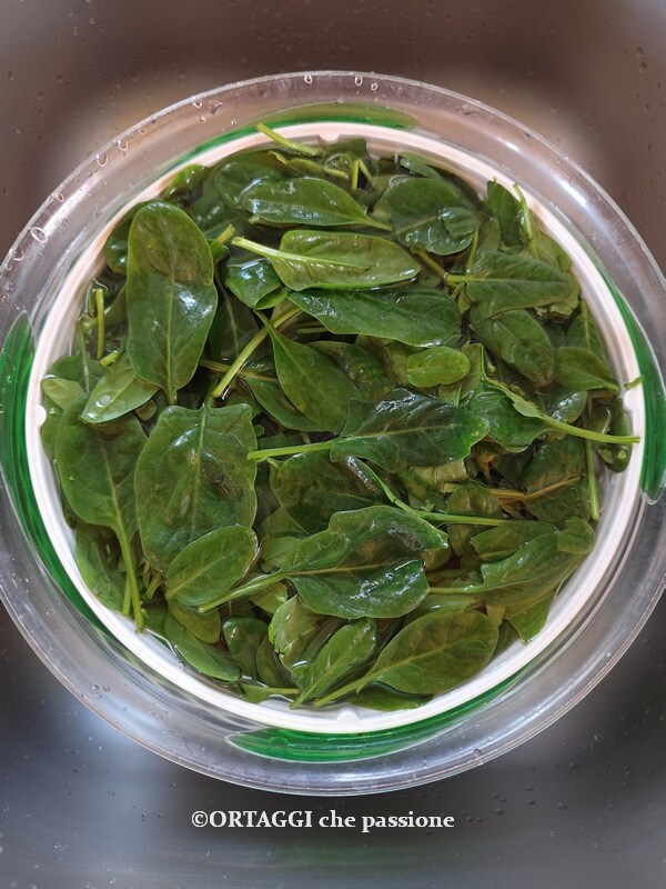 washing spinach