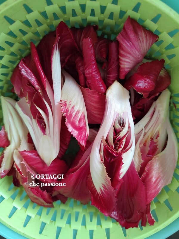 washed Gorizia Rose