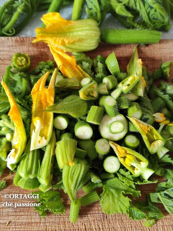 cut zucchini sprouts