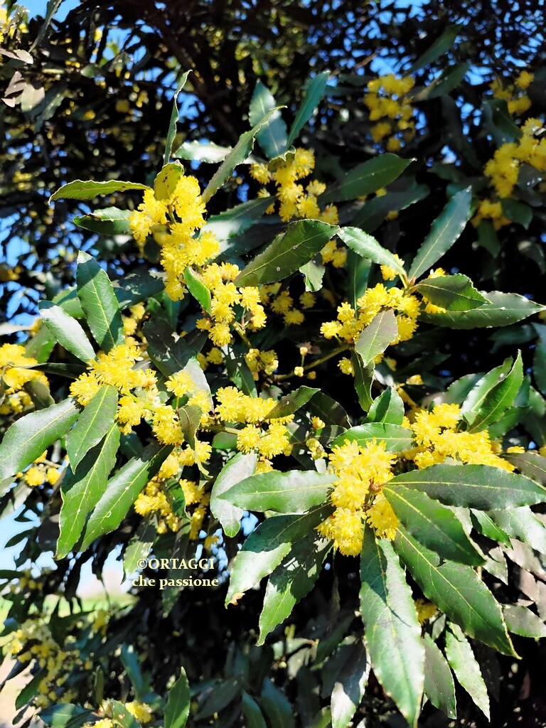 bay flowers contraindications toxic