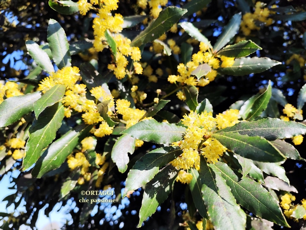 Bay Flowers in Cooking: Uses, Recipes, and Benefits
