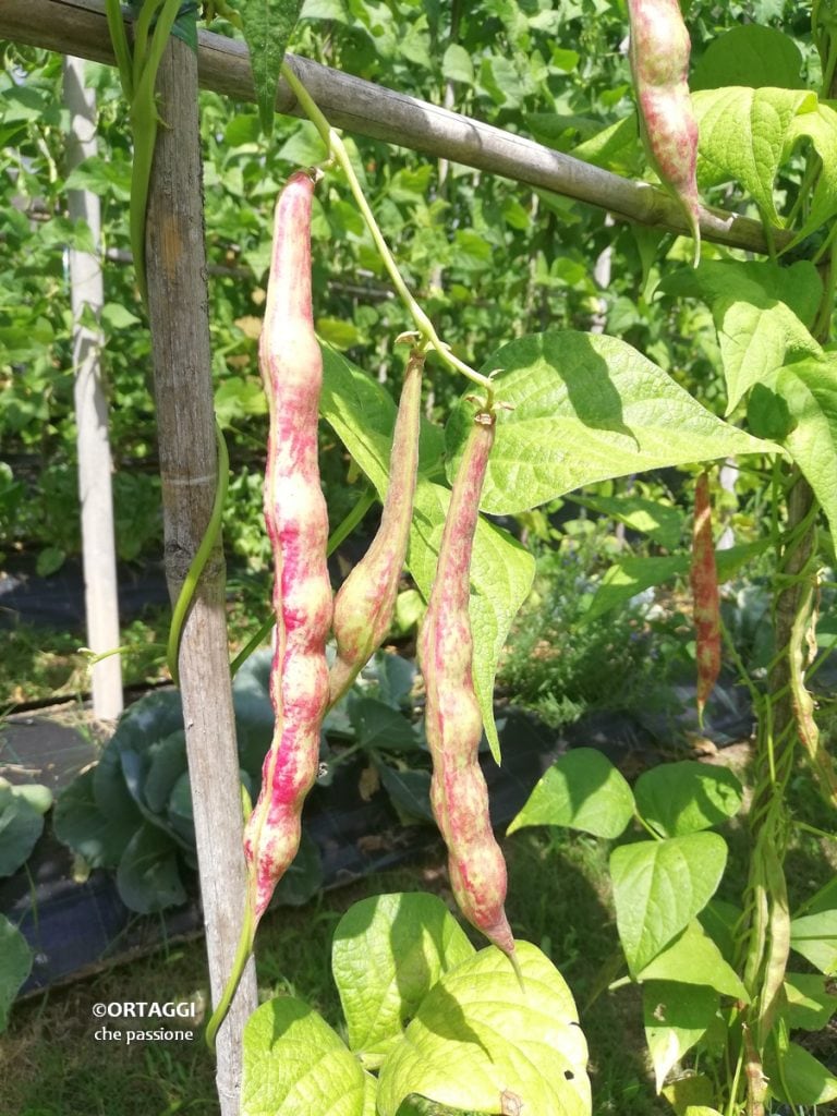 borlotti beans on the plant