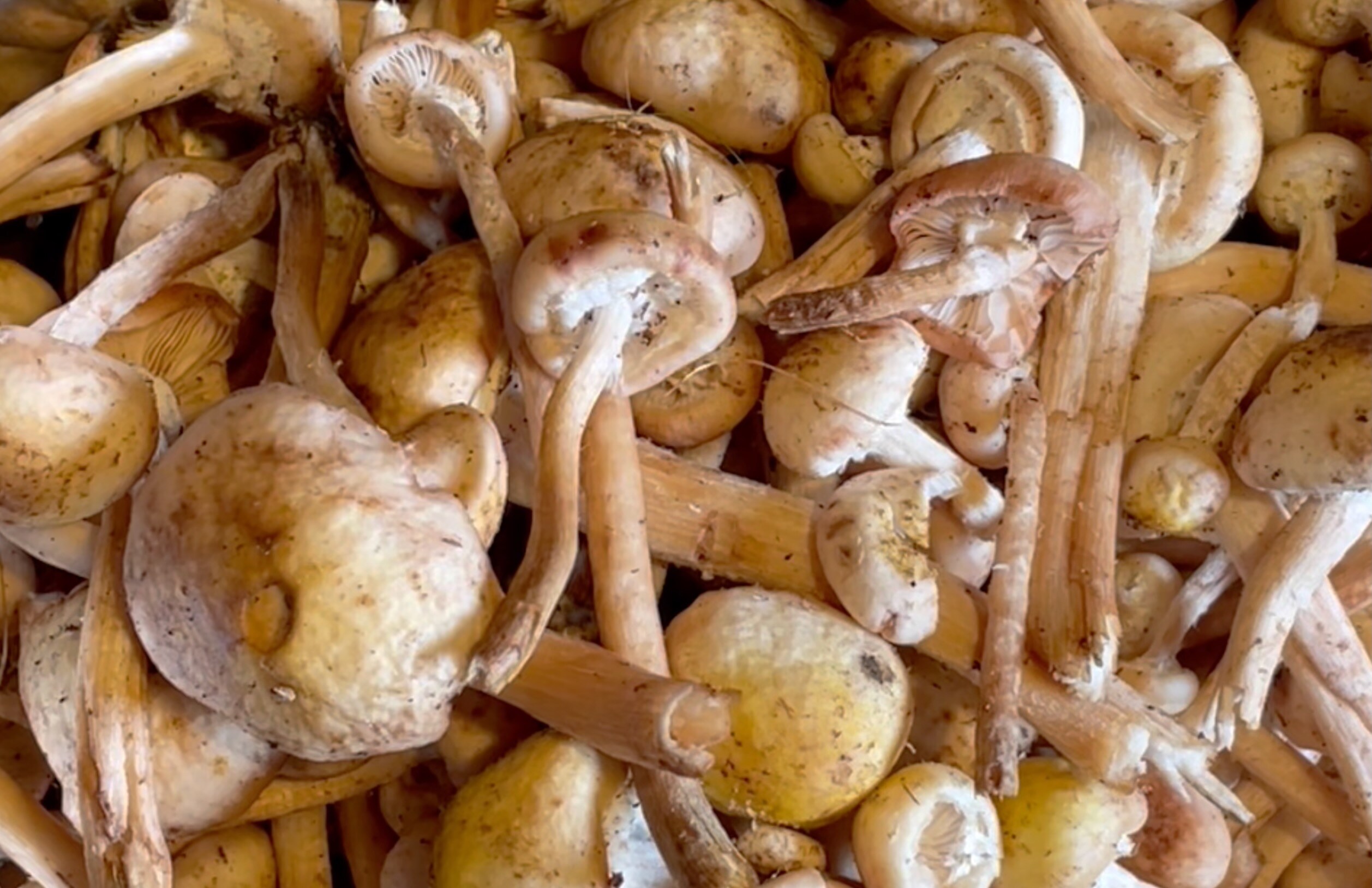 How to Clean Honey Mushrooms
