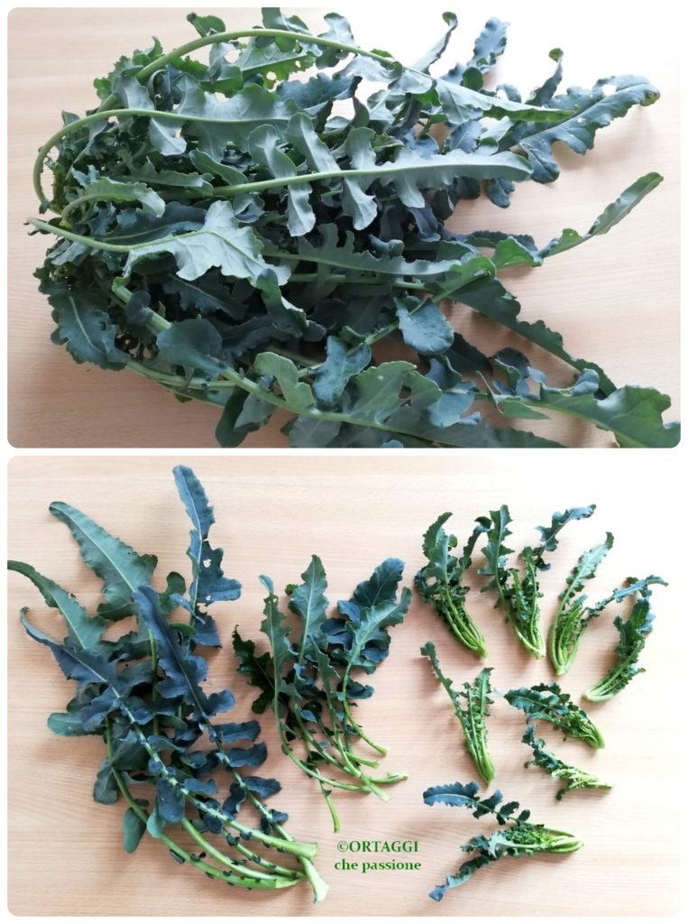 fiolaro broccoli how to clean and cook VEGETABLES with passion