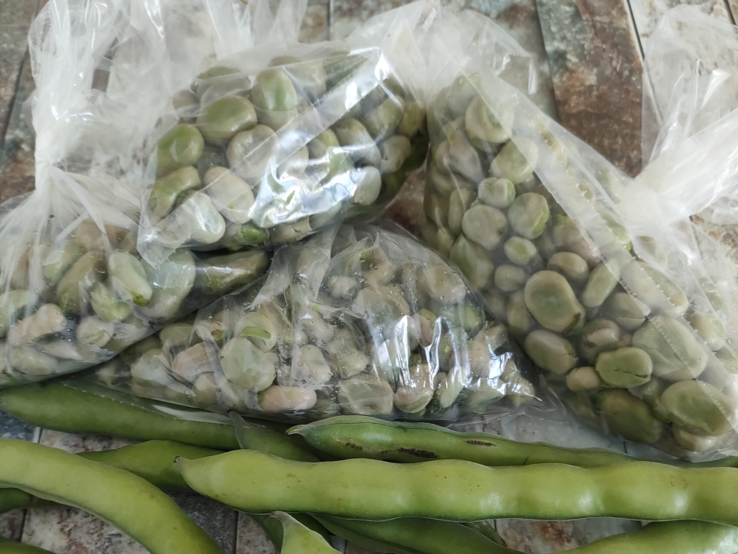 HOW TO STORE FRESH FAVA BEANS