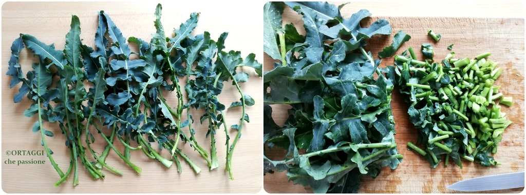medium leaves of fiolaro broccoli from Creazzo cut