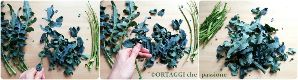 peeling the larger leaves of fiolaro broccoli from Creazzo