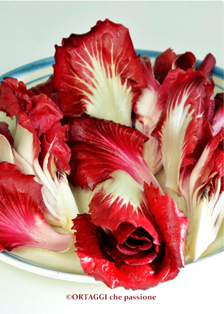 recipe salad rosa di gorizia from sacile or Isonzo