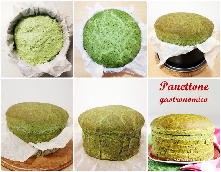 savory panettone - rising and baking