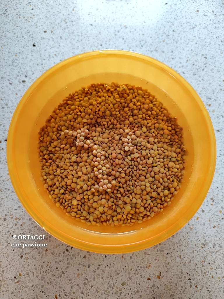 lentils soaking
