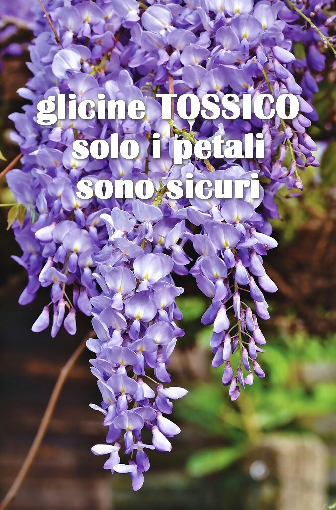 While wisteria is mainly known for its decorative beauty, it also has a culinary use, but with great care. Only the small petals are edible; it's important to avoid other parts of the plant, which are toxic. The flavor of the petals is delicate and floral, adding a special note to dishes and beverages. Fried wisteria in batter is poisonous if all toxic parts are not properly removed. It is crucial to separate only the petals and cook them carefully to avoid risks. What are the toxic effects of wisteria? What does wisteria taste like? What is the meaning of wisteria? What is the fruit of wisteria? How to make wisteria bloom? In what month does wisteria lose its leaves? Can it be planted in a pot? Do you like the color of blooming wisteria and want to plant it in your garden? The price depends on the variety and size of the plant but usually ranges from 20 to 50 euros for a young plant. When does wisteria bloom? It blooms in spring, generally between April and May, depending on the climate and