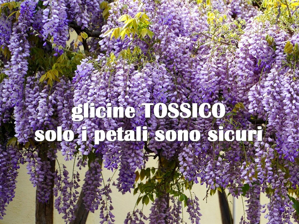 Wisteria is TOXIC, only the petals are edible