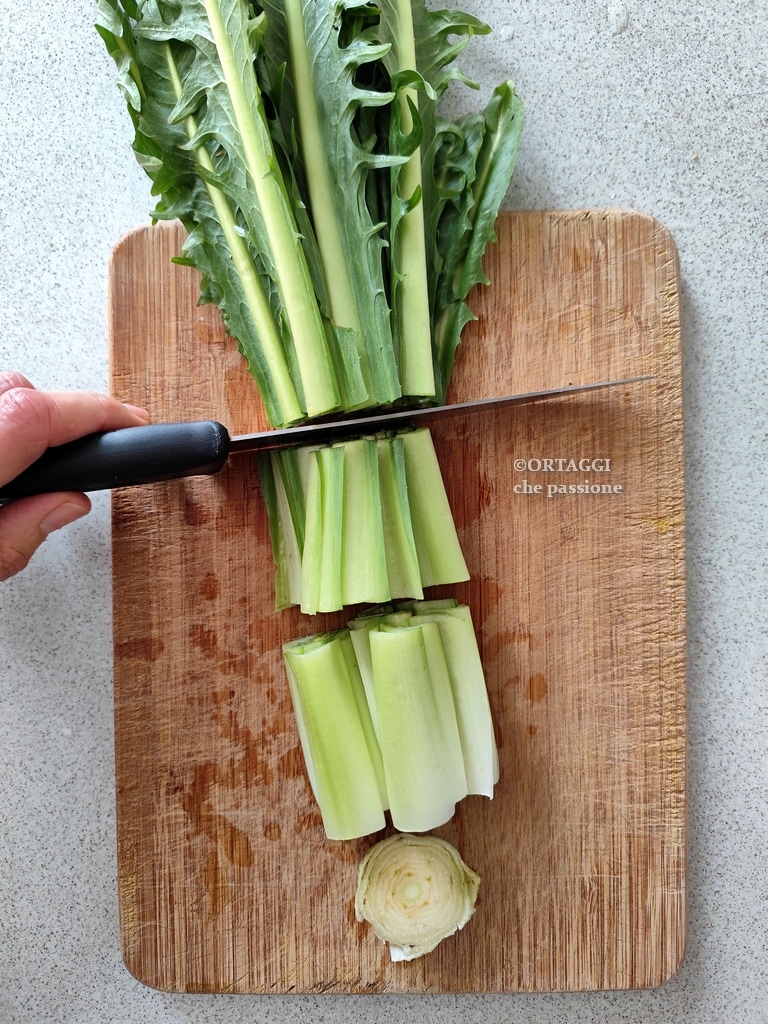 cutting chicory